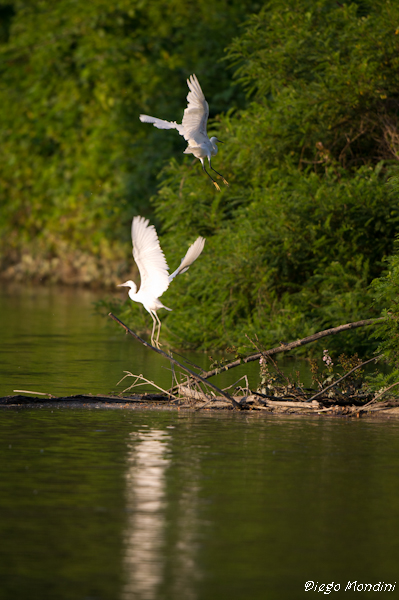 DeltaPo_Boccasette_2012lug9_dm 236.jpg